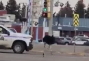 avestruces, persecución, policial, aves, escaparon, capturar, atrapar, calle, agentes, oficiales,