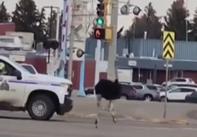 avestruces, persecución, policial, aves, escaparon, capturar, atrapar, calle, agentes, oficiales,