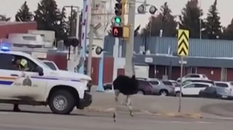 avestruces, persecución, policial, aves, escaparon, capturar, atrapar, calle, agentes, oficiales,