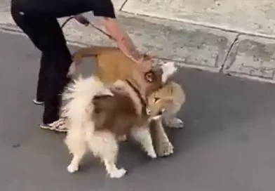 cahorro, león, amistad, perro, pánico, vecinos, México, causa, paseando, solo, calles, sorprende,