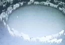 ovejas, circulos, china, misterio,