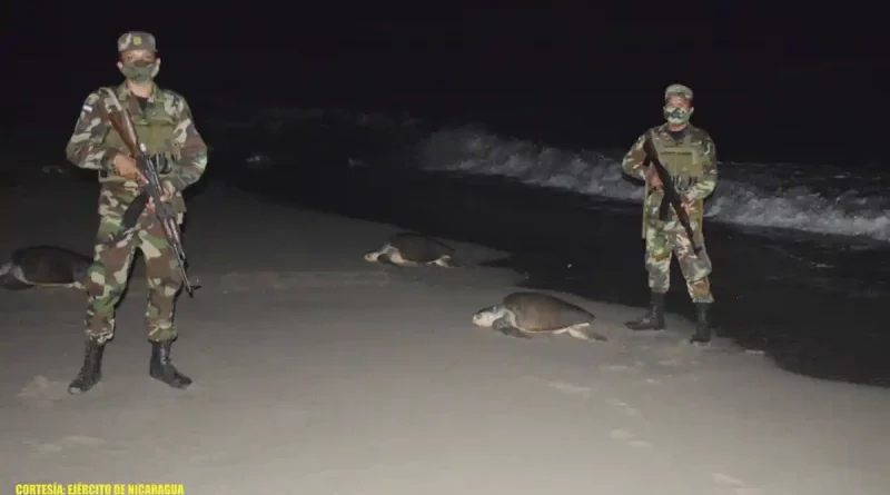 frente sandinista, rivas, tortugas marinas, refugio de vida silvestre, la flor,