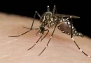 dengue, malaria, minsa, nicaragua,