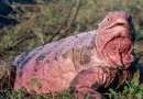 galapagos, iguanas, rosadas, tendencia
