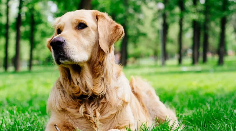 perro, dueño, refugio, animales, viral