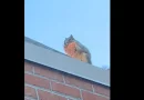 ardilla, animal, viral, pizza, trozo, gusta, comer, decidió, probarla, salvaje, tejado, edificio, trozo, comida,