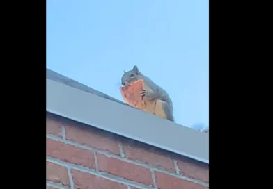ardilla, animal, viral, pizza, trozo, gusta, comer, decidió, probarla, salvaje, tejado, edificio, trozo, comida,