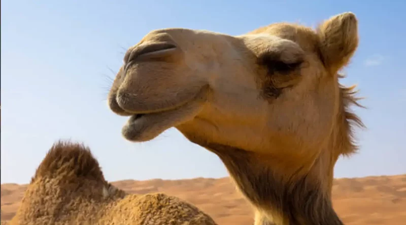 camello, viral, emocionarse, ver, primera, vez, nieve, animal, conocer, redes,