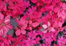 flor, nochebuena, símbolo, navideño, nació, México,mundo, expandió, patentes, extrajeras, colores, distintos, formas,