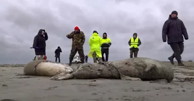 focas, muertas, cadáveres, investigan, Rusia, costa, caspio, especie, peligro, extinción,