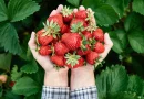 conoce, fresa, fruta, fruto, rojo, beneficios, consumir, salud, enfermedades, prevención,