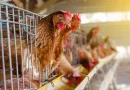 gripe, aviar, personas, afecta, Ecuador, gallina, ave, brote, sabe, contagiadas, huevo, consumen, carne, pollo, virus, influenza, ,