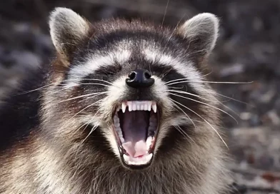 mapache, madre, salva, hija, salvaje, agresivo, viral, amenaza, casa,