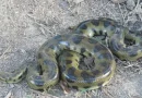 boa, nueva especie, amazonia,