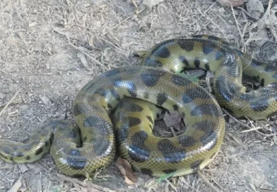 boa, nueva especie, amazonia,