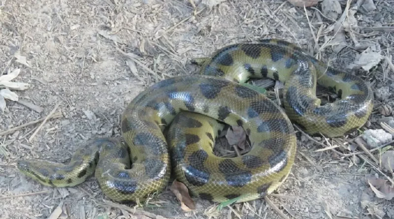 boa, nueva especie, amazonia,