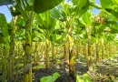 platano, produccion, produccion nicaragua,