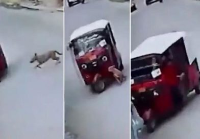 viral, perro, accidente, mototaxi,