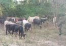 ejército de nicaragua, ocupación de semovientes, equinos, nicaragua, chinandega, comando