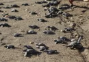 marena, nicaragua, león, movimiento ambientalista, tortugas marinas, tortuguillos
