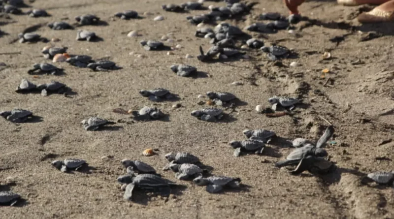 marena, nicaragua, león, movimiento ambientalista, tortugas marinas, tortuguillos