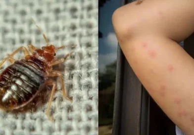 chinches, estados, unidos, plaga
