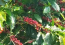 cafe, nicaragua, finca, santa,isabe, produccion, grano, oro