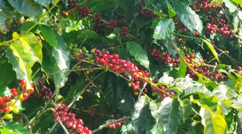 cafe, nicaragua, finca, santa,isabe, produccion, grano, oro