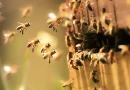 crisis, mundial, abejas, enfrentan, enfermedad, colmena, vacuna, aprueban, devastadora, disminución, colonia,