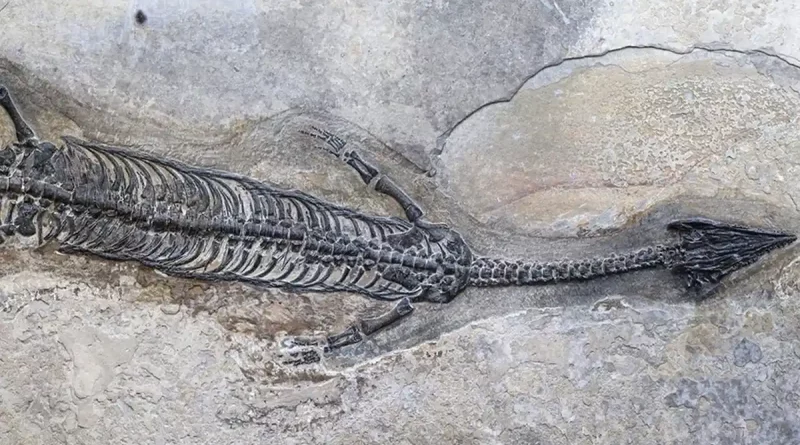 china, reptil fosilizado, criatura marina,