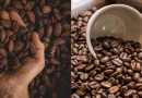 sistema, produccion, consumo, comercio, nicaragua, economia, cafe, cacao