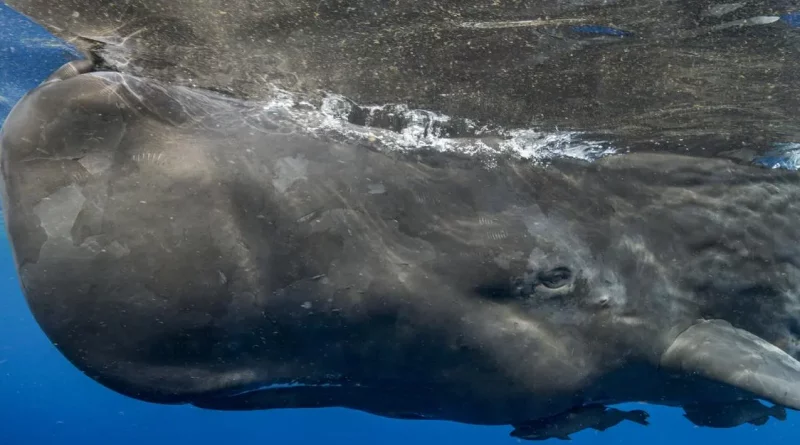 peru, oceano, cachalote, ballena, fosil