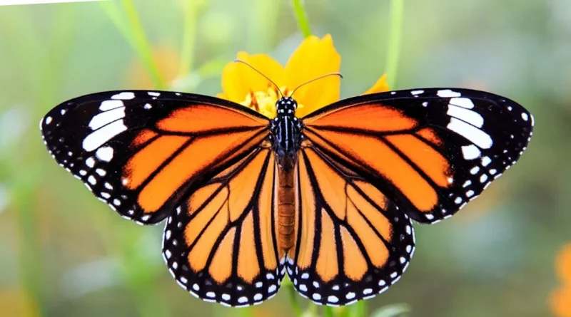 mariposa, monarca, peligro, extincion