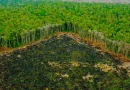 amazonas, deforestacion, despale, brasil, calentamiento, global