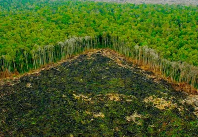 amazonas, deforestacion, despale, brasil, calentamiento, global