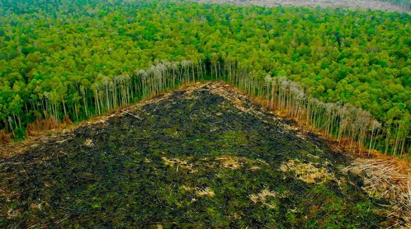 amazonas, deforestacion, despale, brasil, calentamiento, global