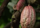 sistema, produccion, cacao, nicaragua