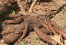 inta,nicaragua,cultivos, raices, tecnológico,