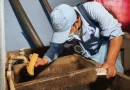 jornada, abatización ,aplicación, abate, prevención, enfermedades, zancudos, barrio,Managua, MINSA, brigadista, realizan, casa,