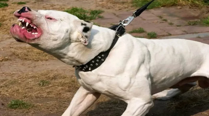 perro pitbull, agresivos, mascotas agresivas,