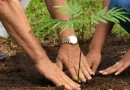 sistema, producción, reforestación, viveros, familiar, avance, campaña, nacional, Nicaragua, planta,
