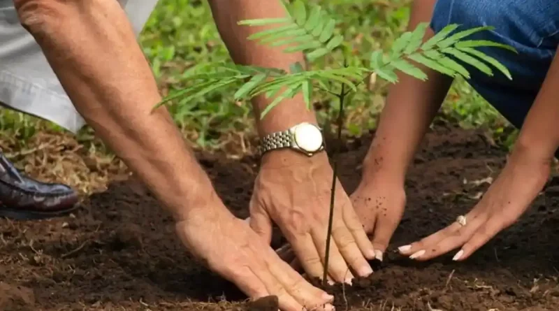 sistema, producción, reforestación, viveros, familiar, avance, campaña, nacional, Nicaragua, planta,