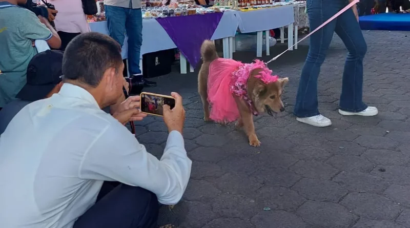 masaya, managua, nicarafgu, intur, pasarela, mascotas, verano, cultura, tradicion de masaya, masaya, familias,