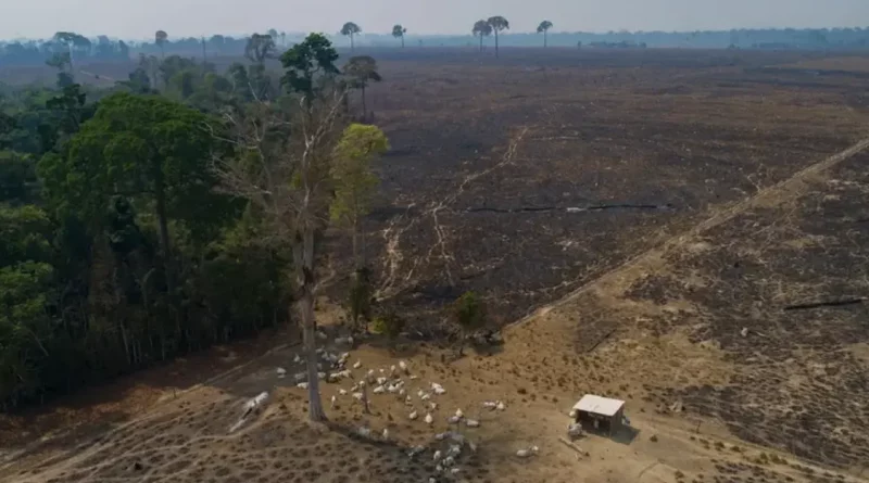 clima, cambio, climatico, lluvias, despale, deforestacion