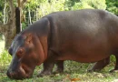 aninmal, exotico, hipopotamo, ecuador, zoologixco,