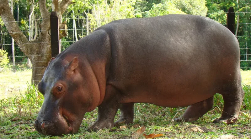 aninmal, exotico, hipopotamo, ecuador, zoologixco,