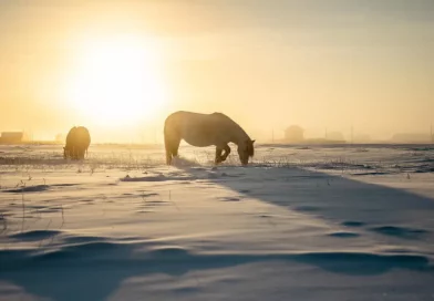 Rusia, equinos