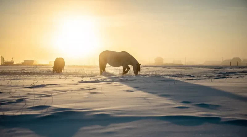 Rusia, equinos