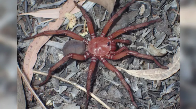 descubren, nueva especie, rara, araña, gigante, Australia, científicos, protección, descubrieron, Queensland,