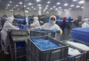 camanica, camarones, exportaciones, nicaragua, china, chinandega, camarones de nicaragua,
